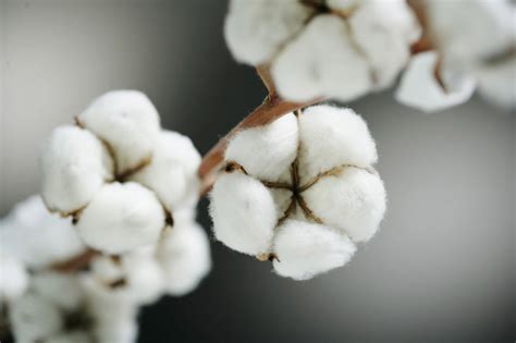  Coton Biodégradable: Comment révolutionner l'industrie textile avec une fibre naturelle?