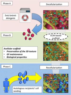  Zelain : Un Biomatériau à La Croisée de l’Ingénierie Tissulaire et de la Médecine Régénérative !